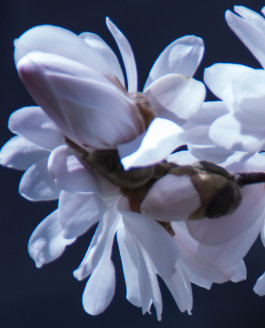Contemplate the Flowers