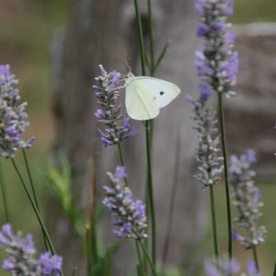 butterflies…