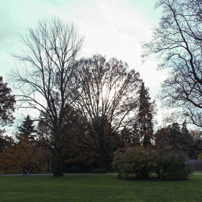 bronx botanicals…